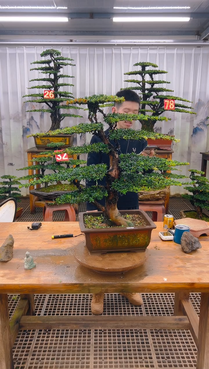 无花朵长*山精品盆景直播间一物一拍