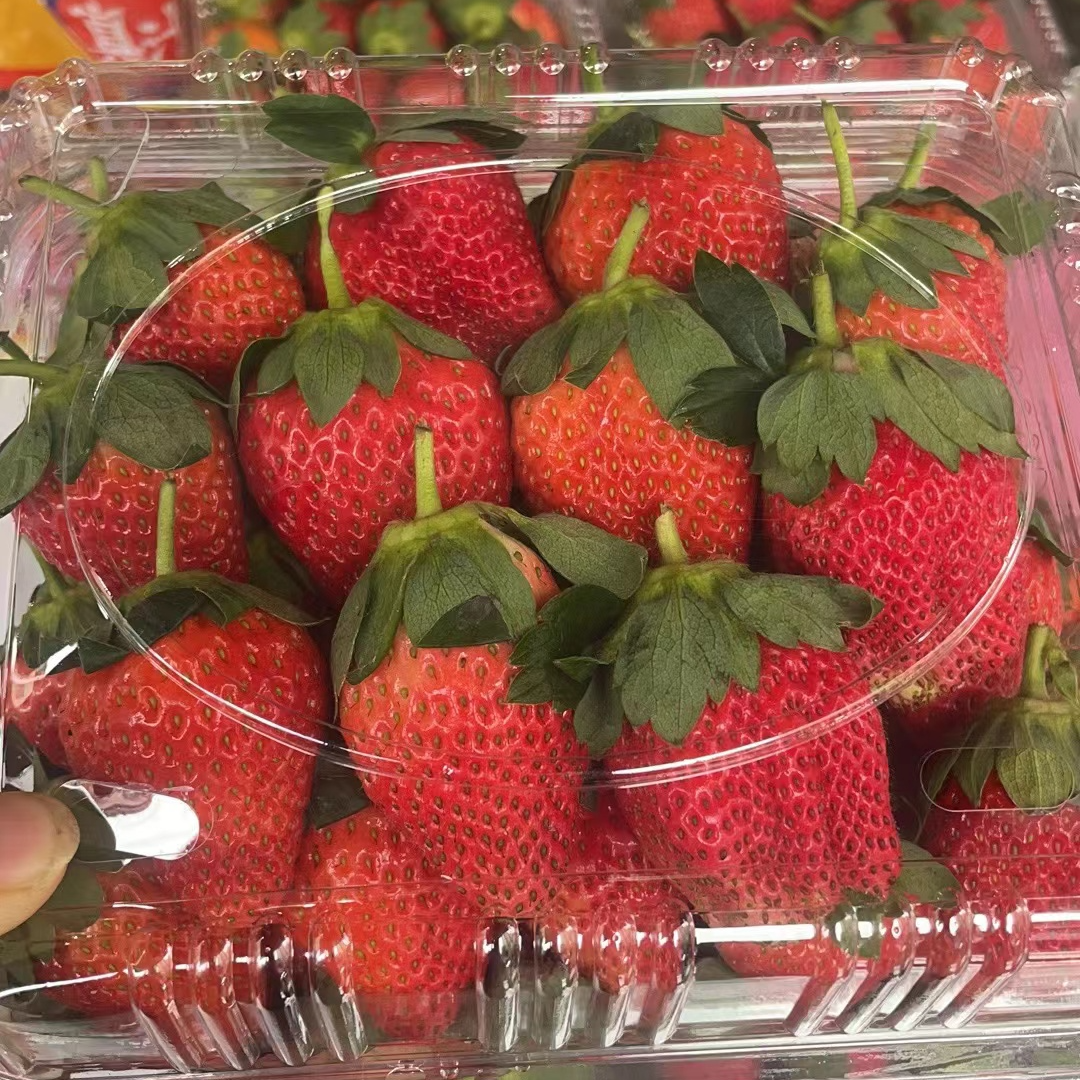 《同城闪送》云南奶油草莓1斤