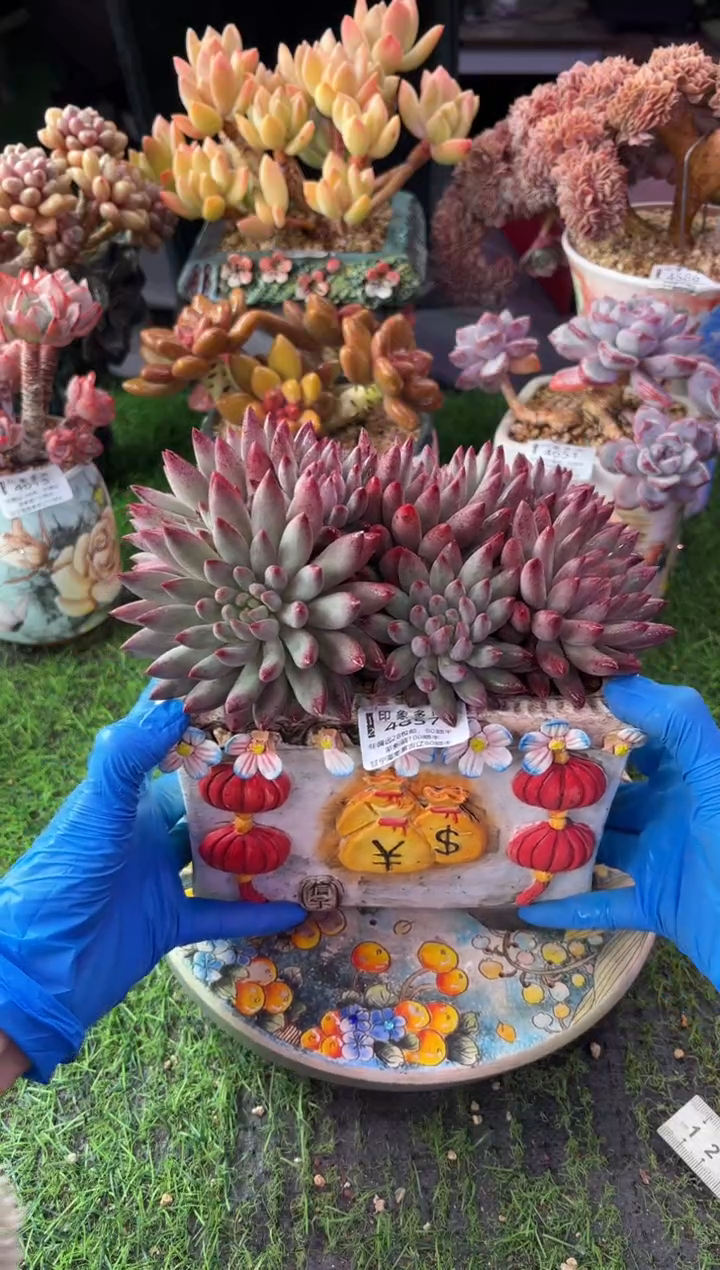 昆明印象多肉4857