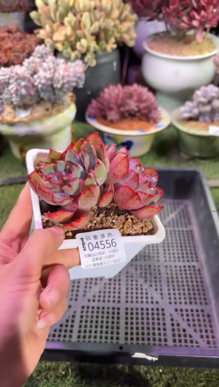 【闪购商品】04556