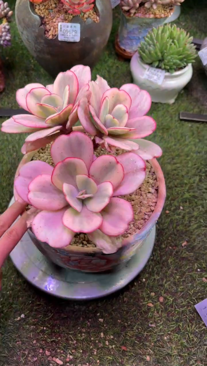 【闪购商品】09670