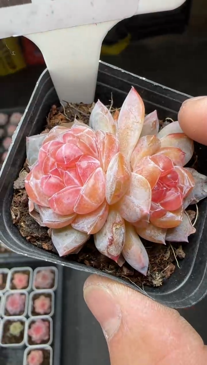 【闪购商品】一物一拍0214—209