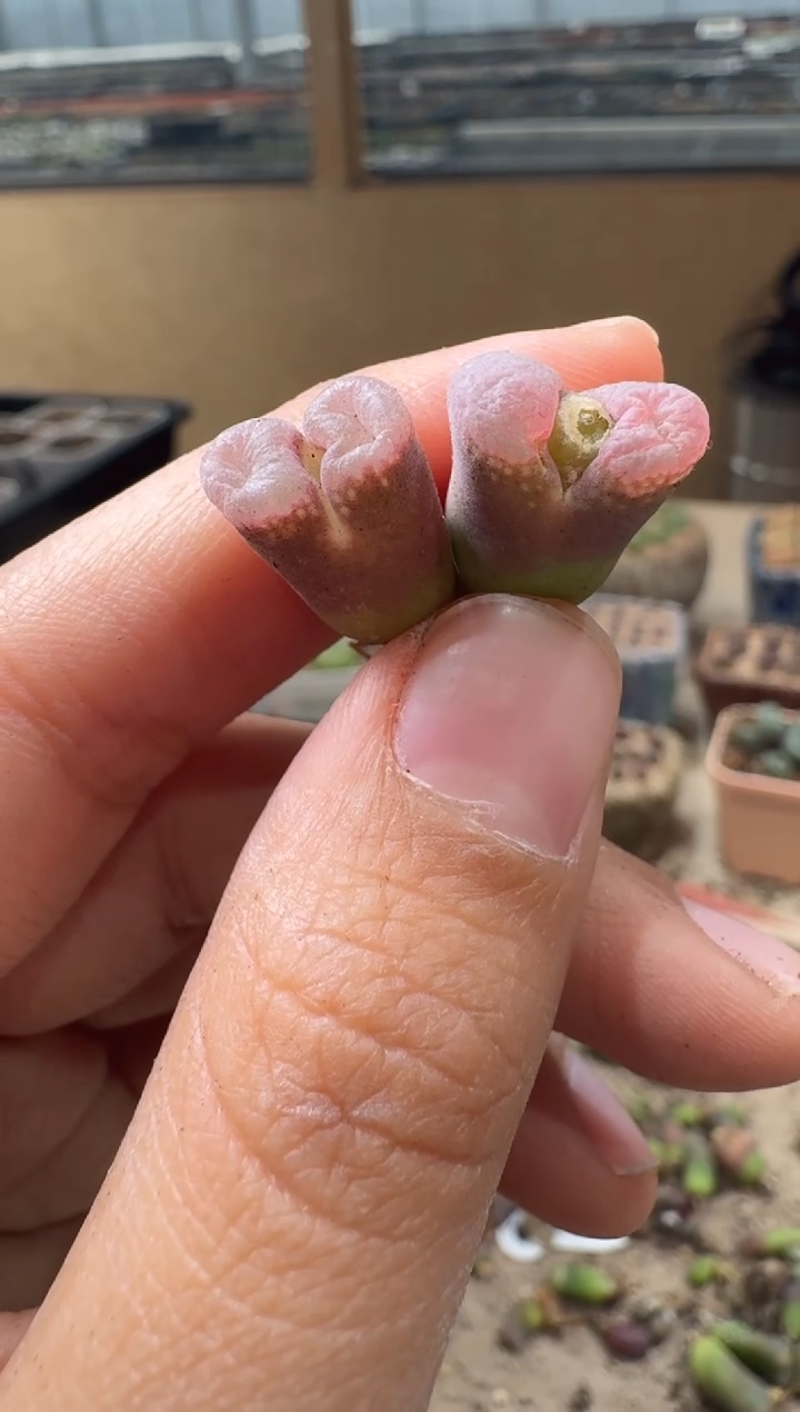 30-82多肉植物肉锥