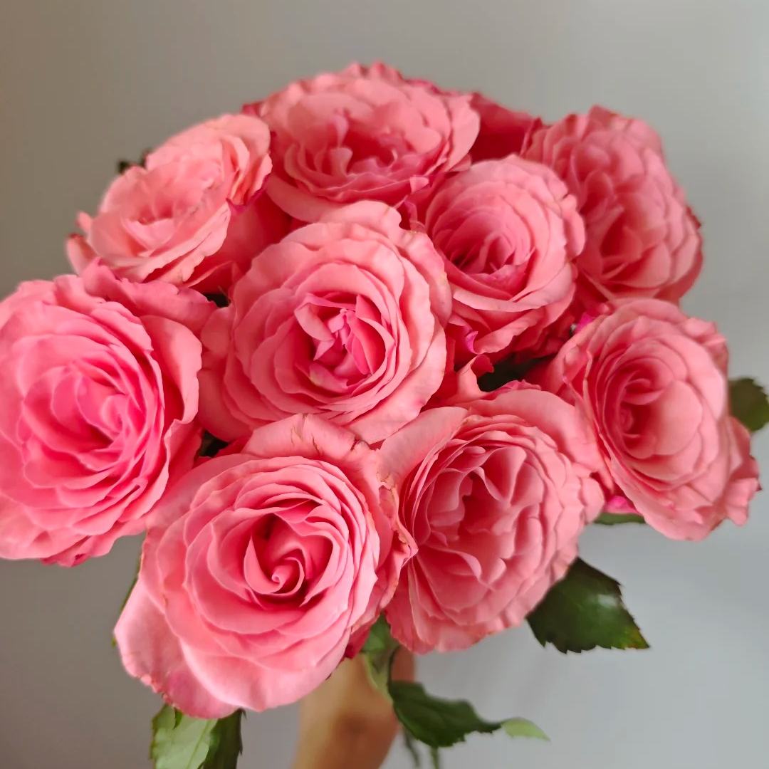 【大聪明卖花】醉梦佳人单头玫瑰-任意两单鲜花升级快递元旦福利