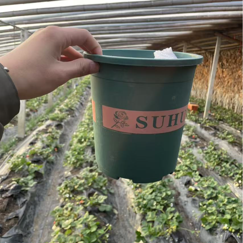 【1.5加仑】加仑盆塑料花盆捡漏拍一发三加仑花盆清仓