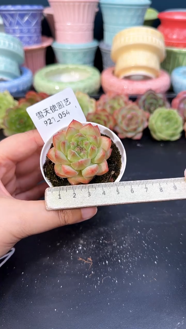 921-054青山（冠幅5CM）