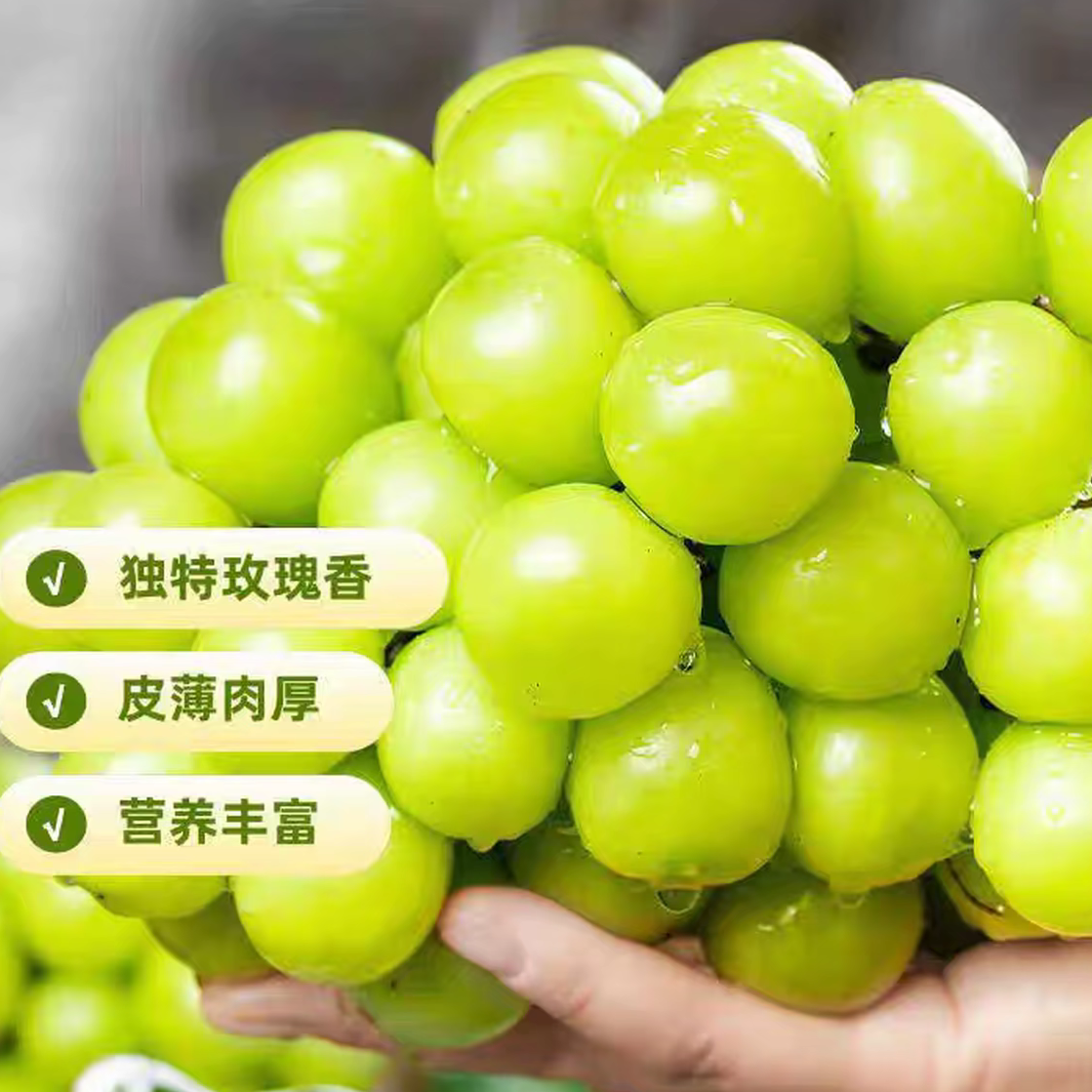 【金华浦江阳光玫瑰】顺丰冷链包邮 今天拍明天到 坏必赔！慢必赔！精品大果 现摘现发！浙江省