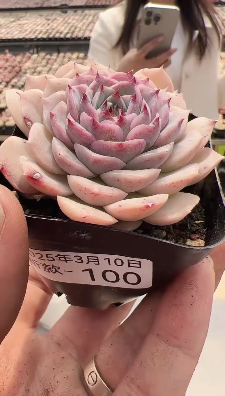 【闪购商品】新款多肉-100