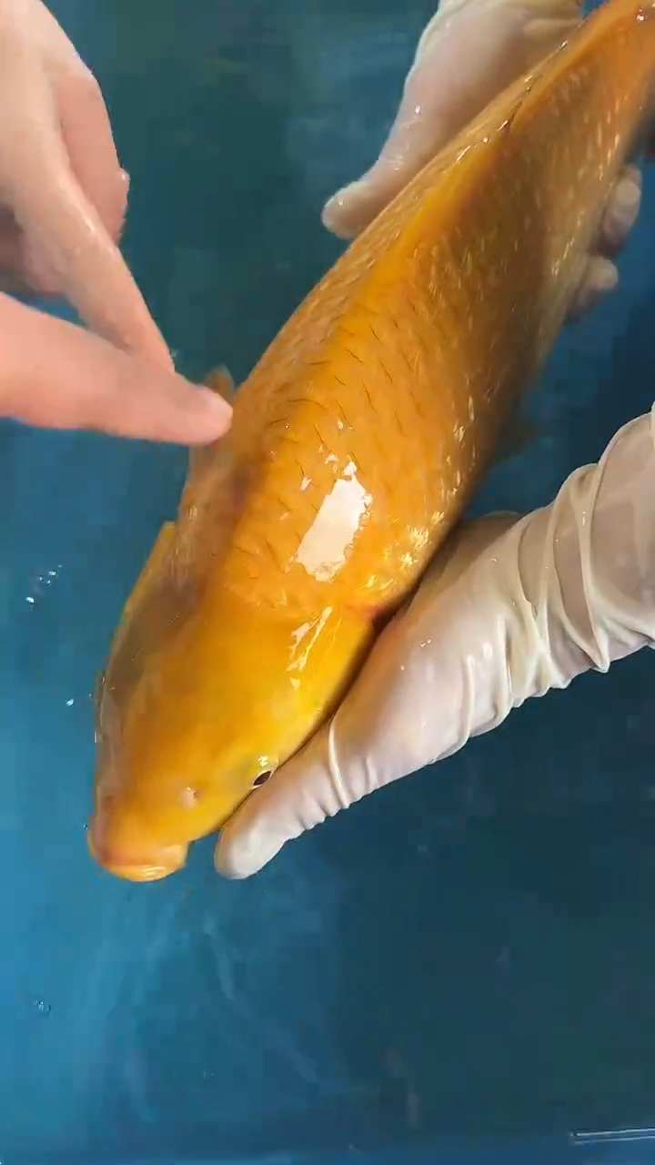 锦鲤太饱锦鲤36cm-45cm不包邮到付