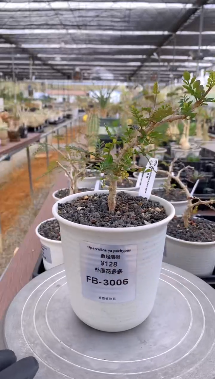 【闪购商品】象足漆树FB-3006