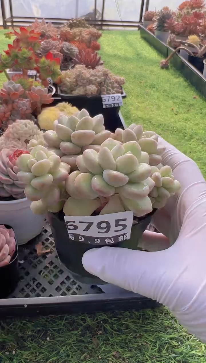 【闪购商品】信福多肉一物一拍