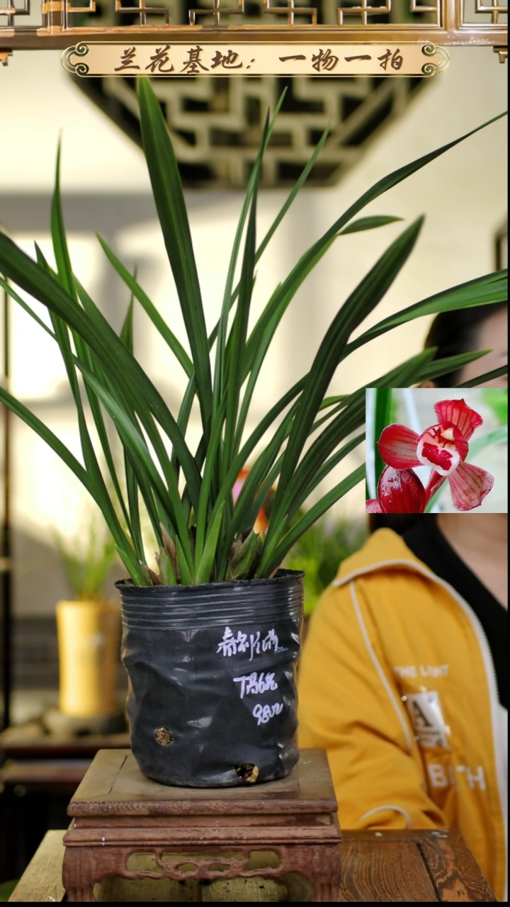 完全开放春剑红荷