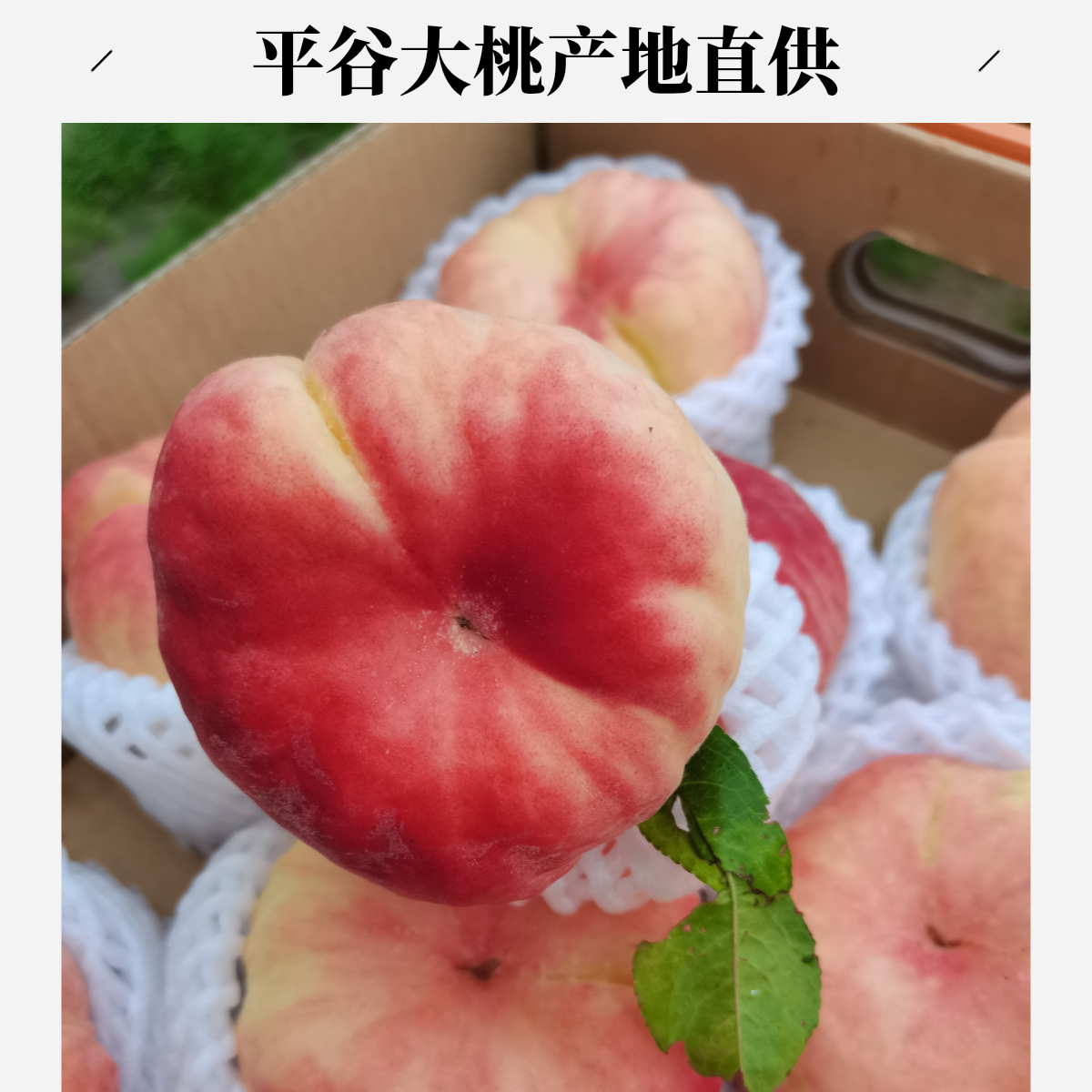 平谷大桃黑土地种植红毛蟠限时福利北京市