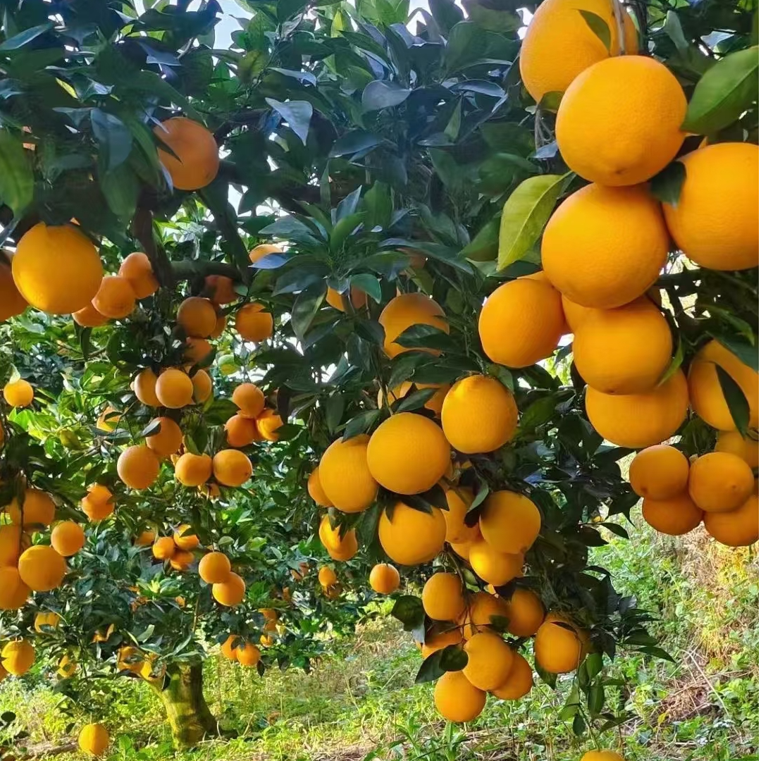 江西正宗赣南脐橙一年两年分支苗根系发达