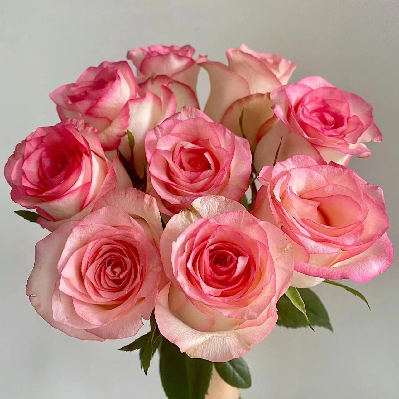 【半岛花铺】艾莎 单头玫瑰  可翻瓣 花期长 颜值高  昆明斗南直发 