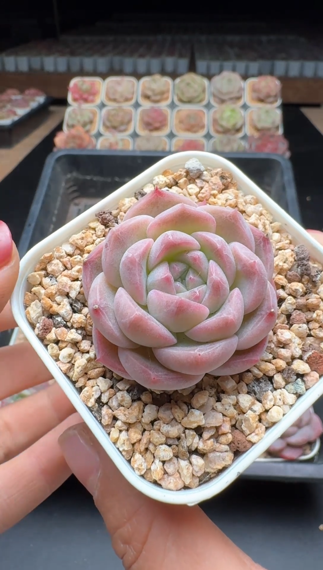 【闪购商品】871号一物一拍珍妮多肉花卉植物3颗起发