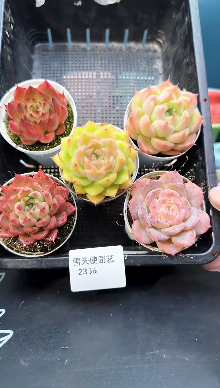 2   356 多肉 5  颗 