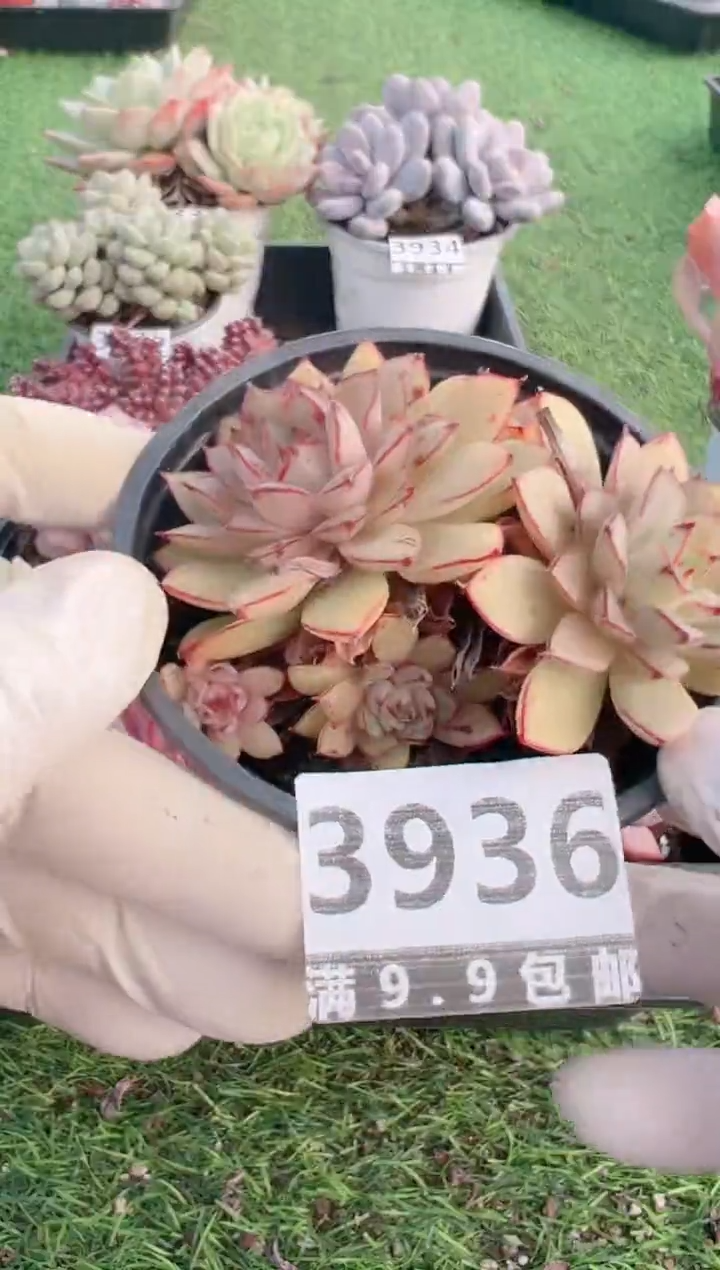 【闪购商品】信福多肉一物一拍