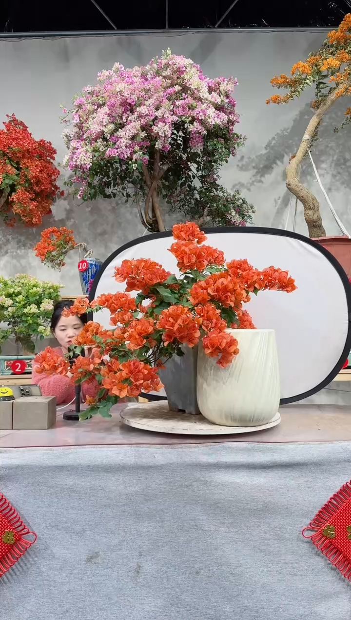 【闪购商品】盆景波伊斯玫瑰