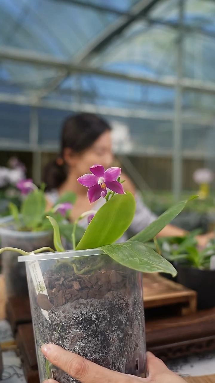 完全开放大盆种植 金色光芒交蓝色珍妮弗 浓香 双花箭 已服盆