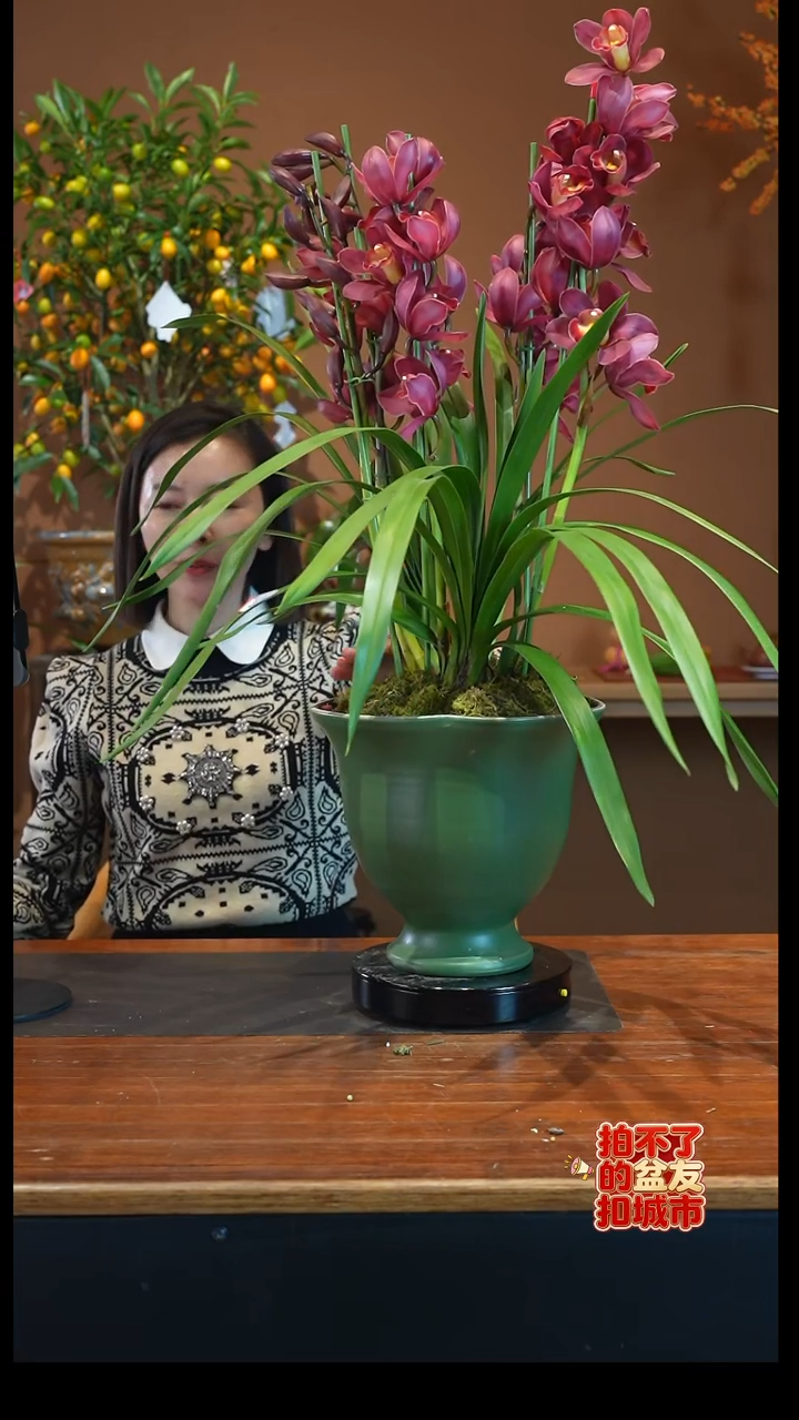 全部花朵朱雀绿盆