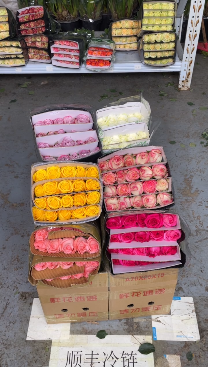 单头玫瑰60枝（任意3个品种）