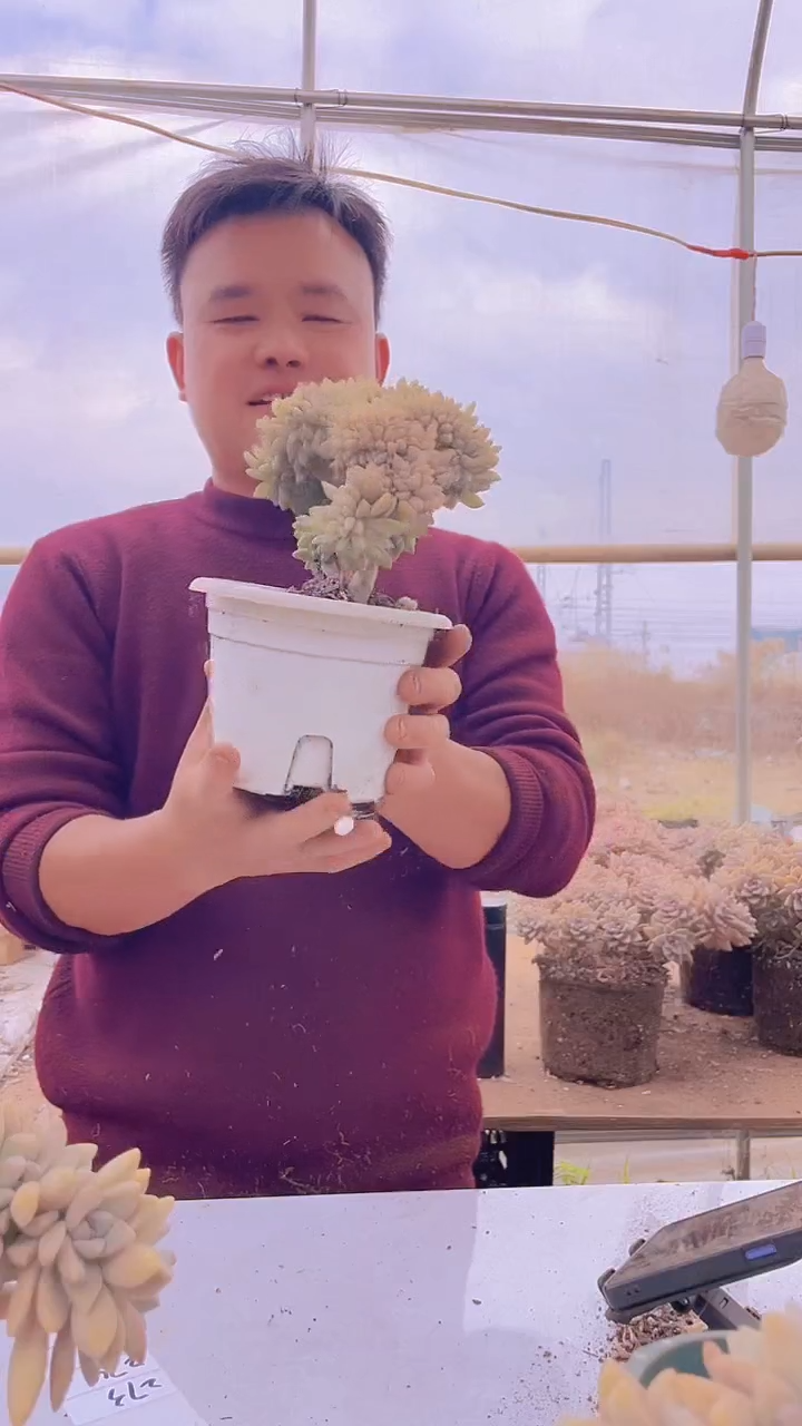 【闪购商品】缀化273