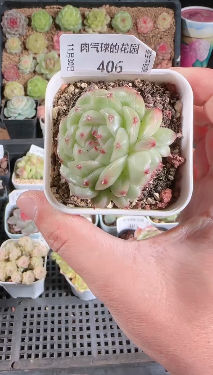 1130-406多肉群生不包整