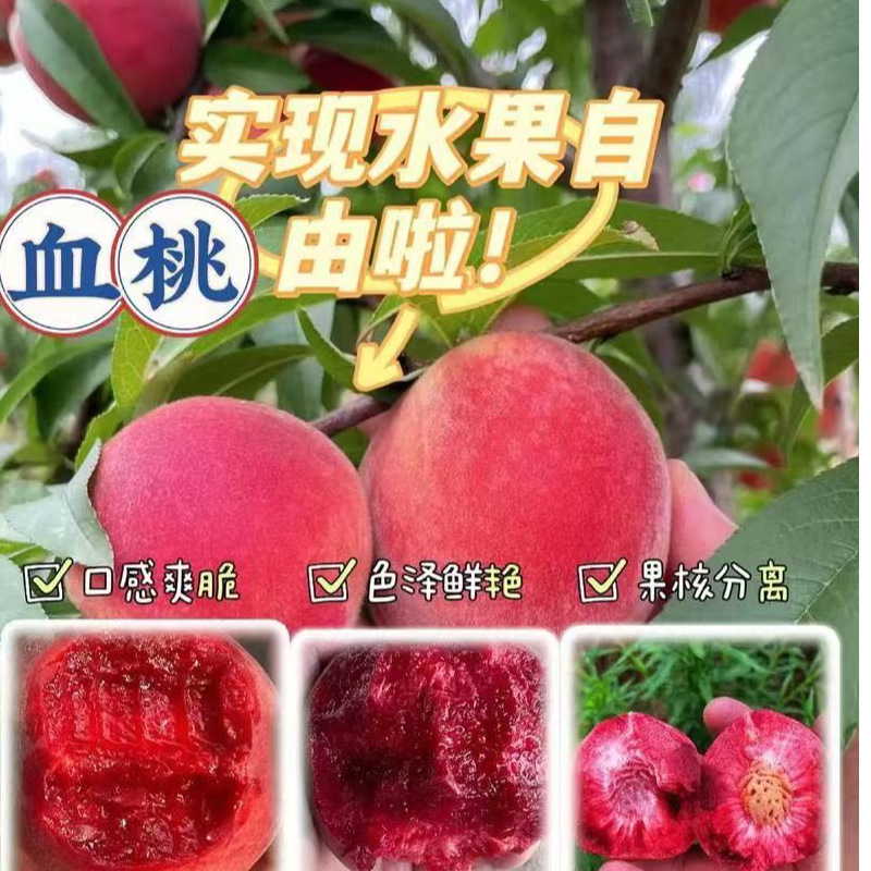 高甜脆血桃黄桃蟠桃树苗盆栽地栽庭院种植果树苗