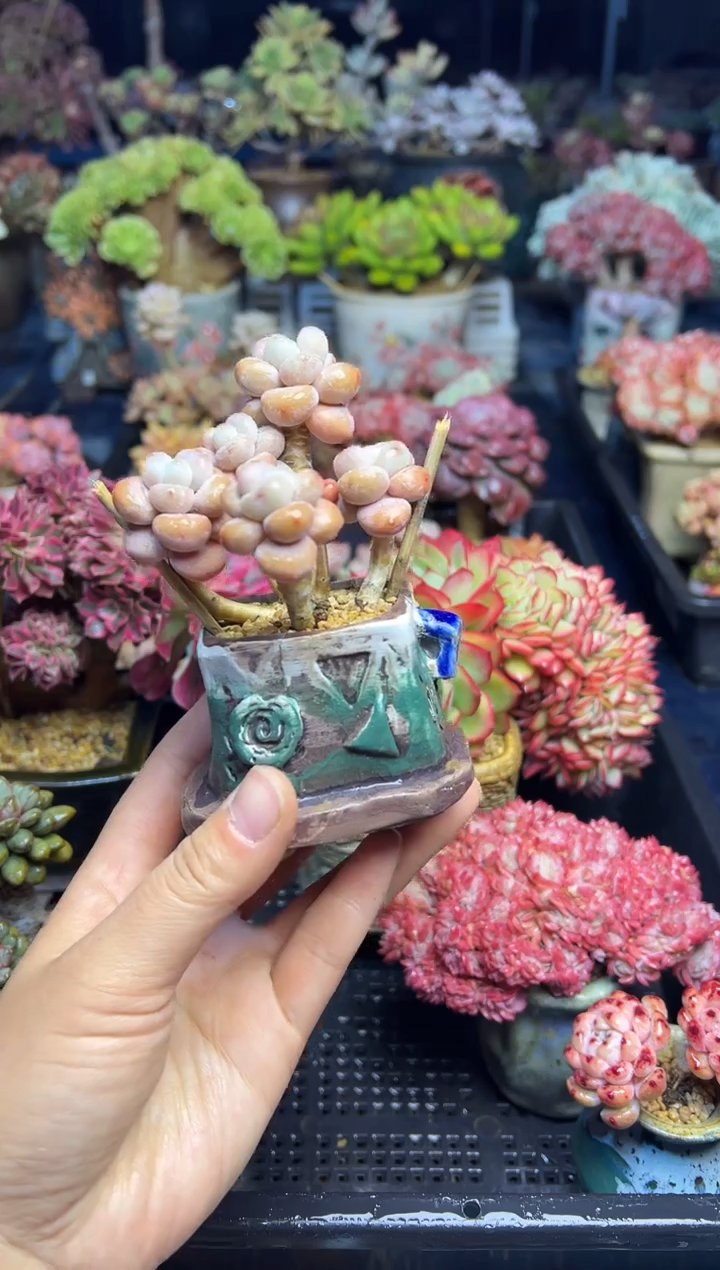 森*247              花盆