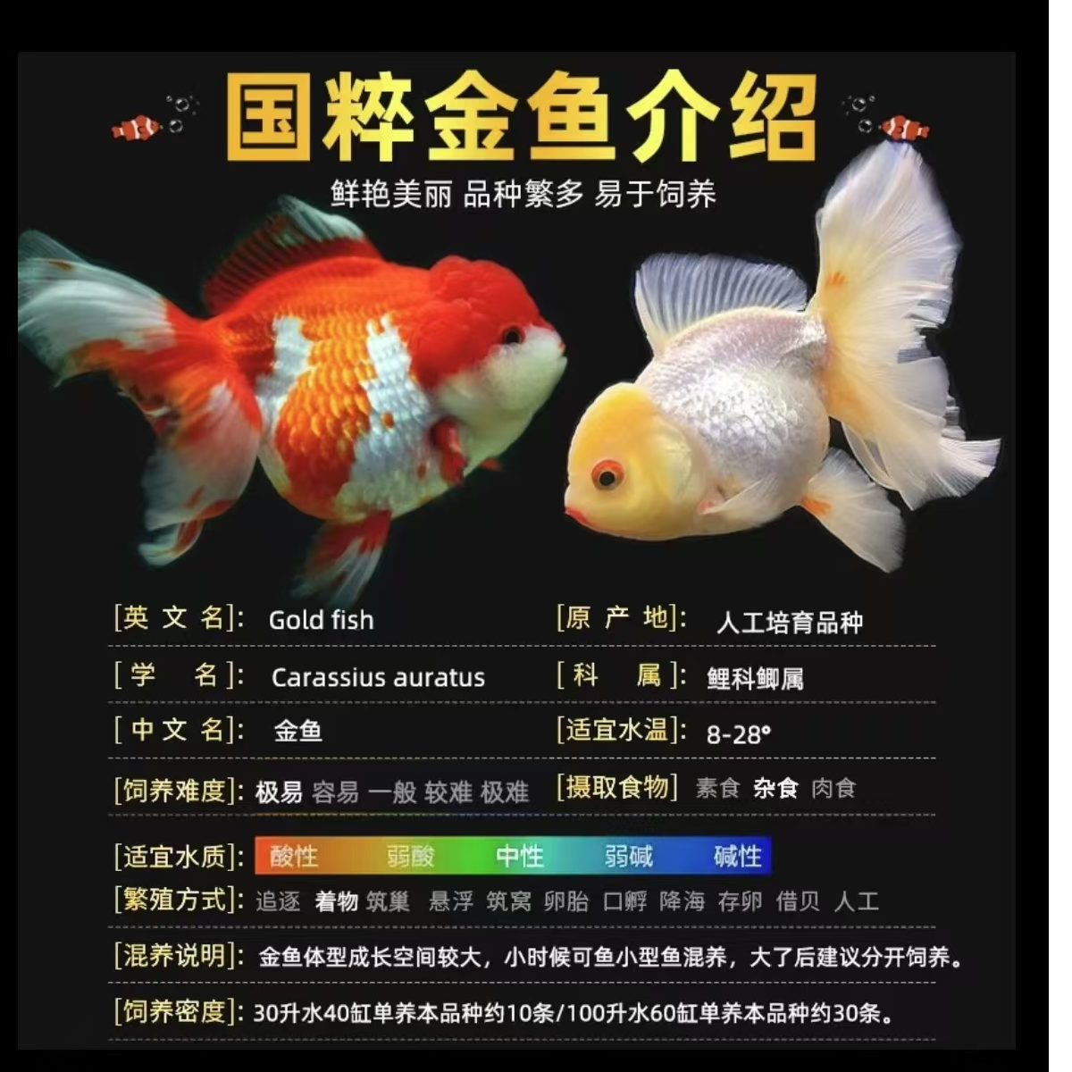 精品金鱼 2-4公分 21条 广温观赏鱼 “颜色随机，不支持选定”