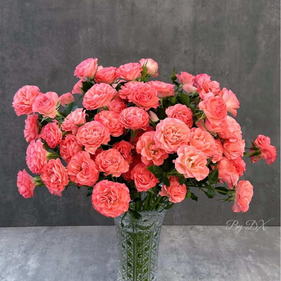 多头玫瑰【华尔兹】顺丰包邮基地直发云鲜花节日庆典批发部分次日达