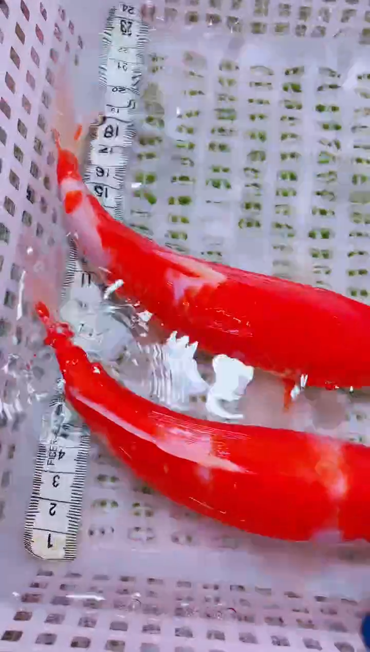 锦鲤血统锦鲤全场包邮40