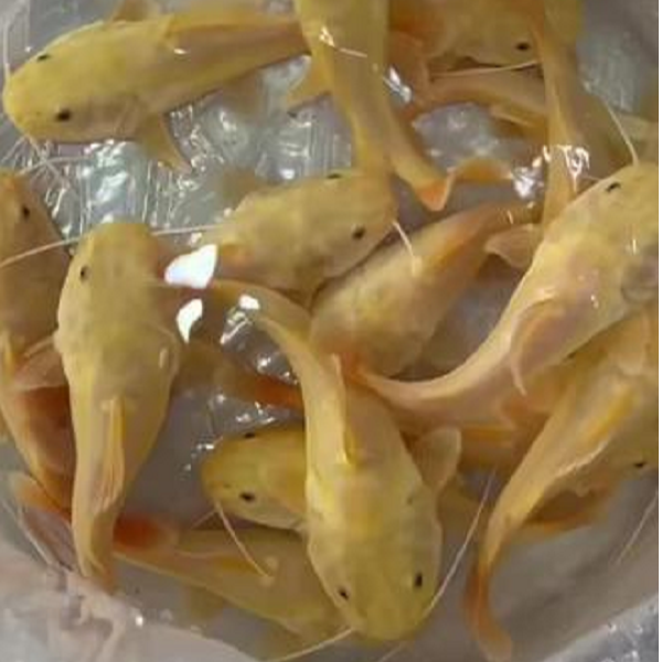 黄金招财猫鱼观赏鱼品相好包邮