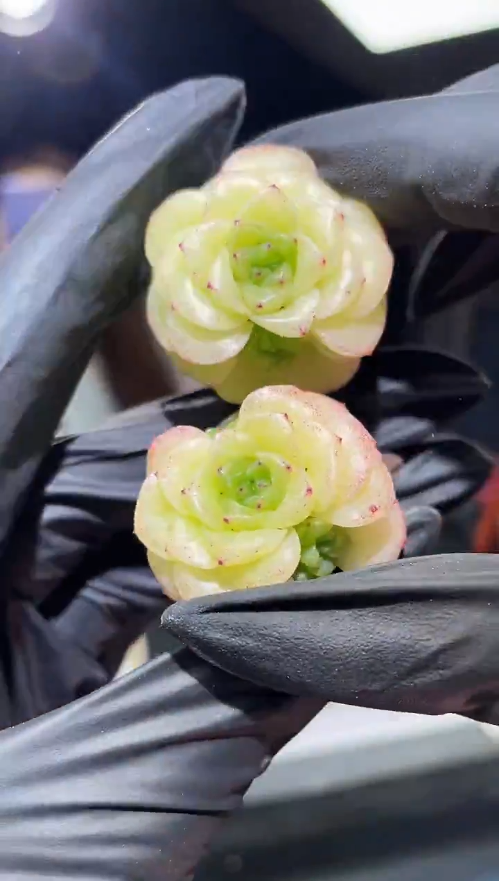 闪购421 怜月多肉一颗  3.5-4厘米