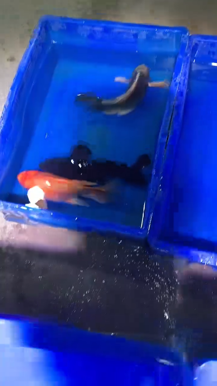 蝴蝶鲤鱼蝴蝶鲤直播选鱼专用链接 凭开箱视频售后