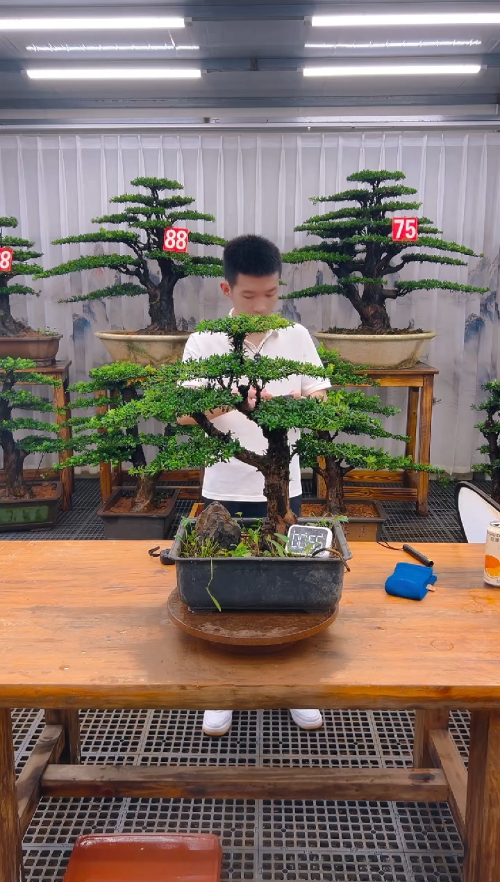 无花朵精品盆景直播间一物一拍