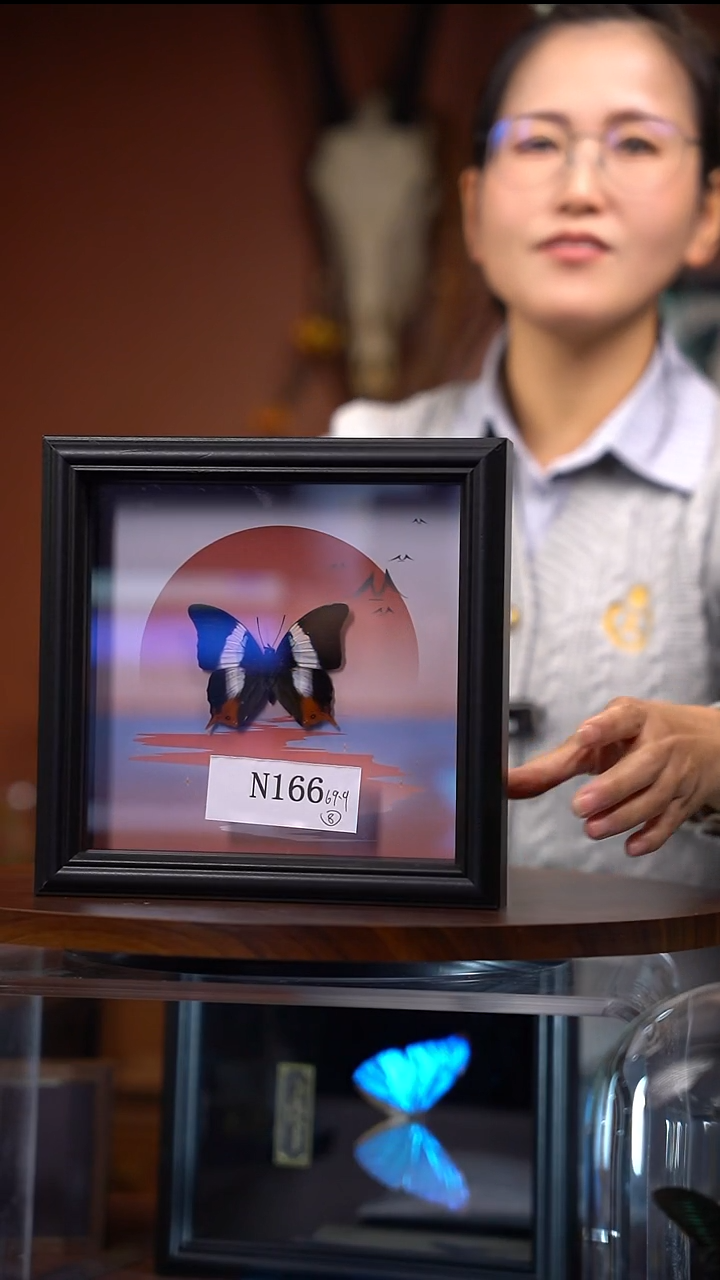 不****eN166      紫草蛱蝶