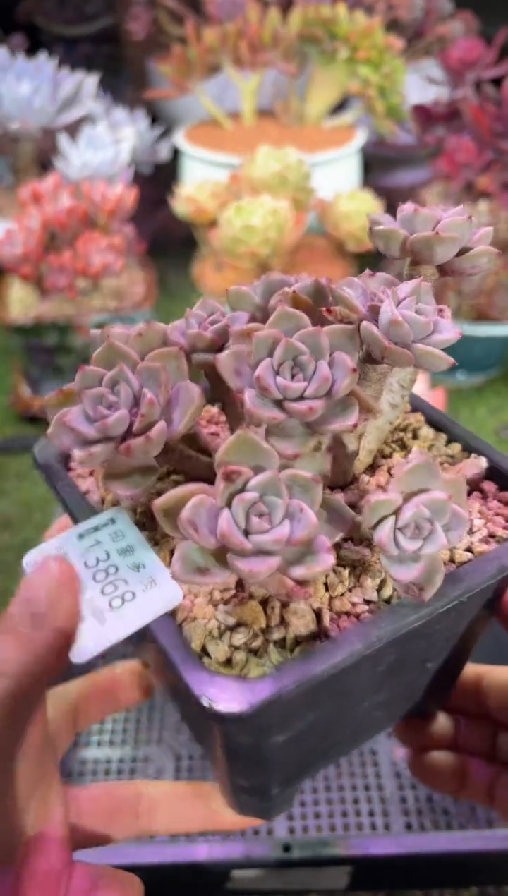 【闪购商品】13868