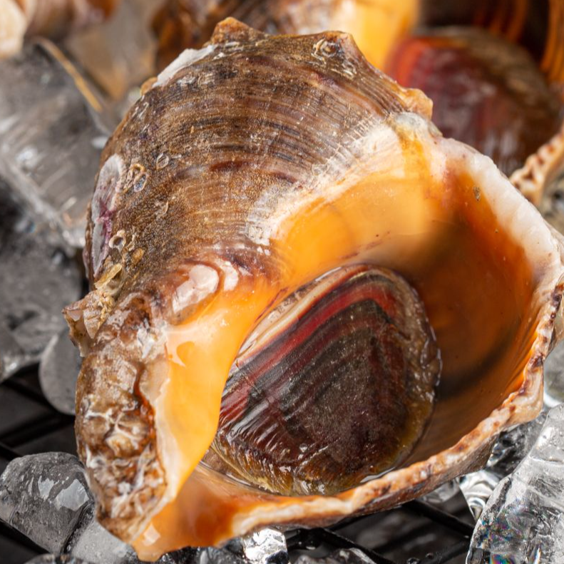 新鲜大海螺4-5只500g