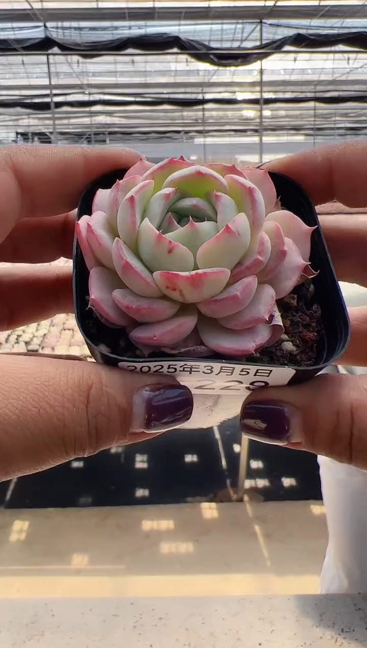 【闪购商品】新款多肉-228