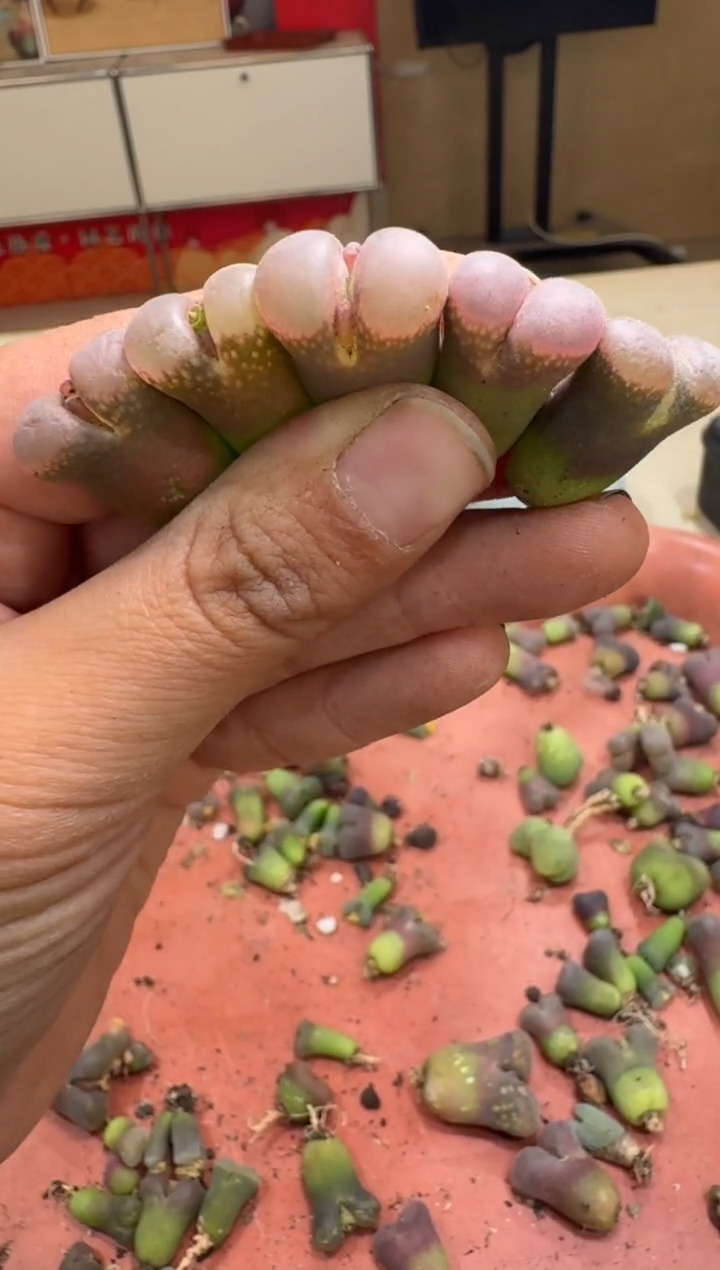 6-168多肉植物肉锥