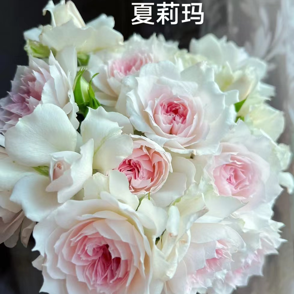 夏莉玛中苗   四季灌木月季
