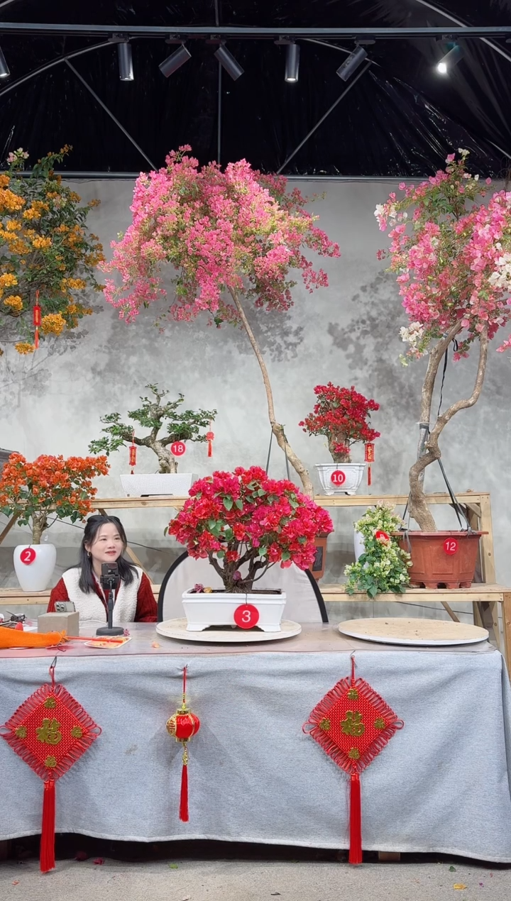 【闪购商品】盆景同安红