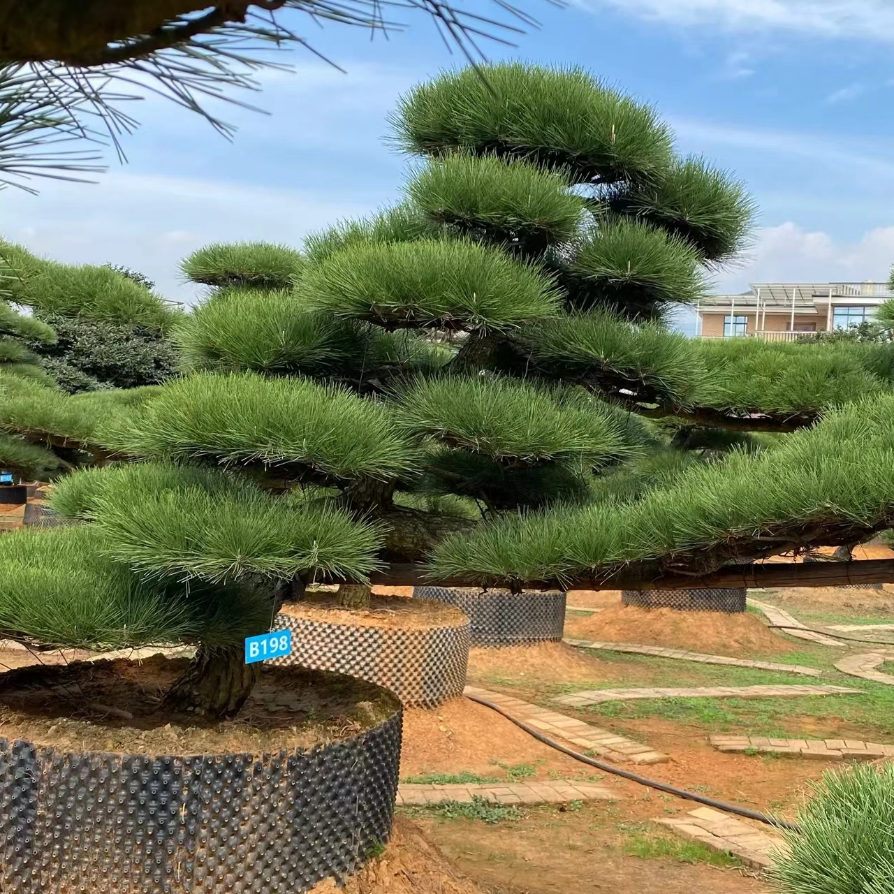 精品造型黑松庭院直播间实物为准基地直发