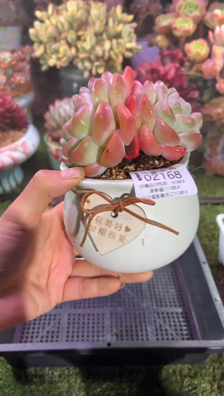 【闪购商品】02168