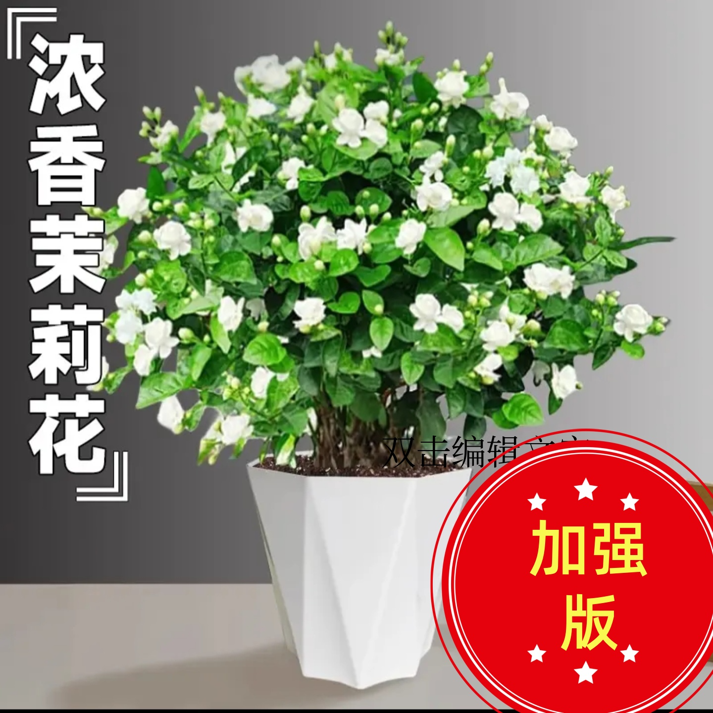 赠送白色盆 【爆盆带花苞】重瓣浓香型香水茉莉基地直发莱