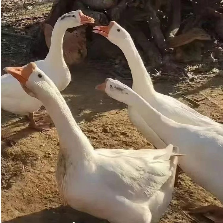 东北农村泉水边散养溜达大白鹅新鲜美味养足180天带心肝胗9斤