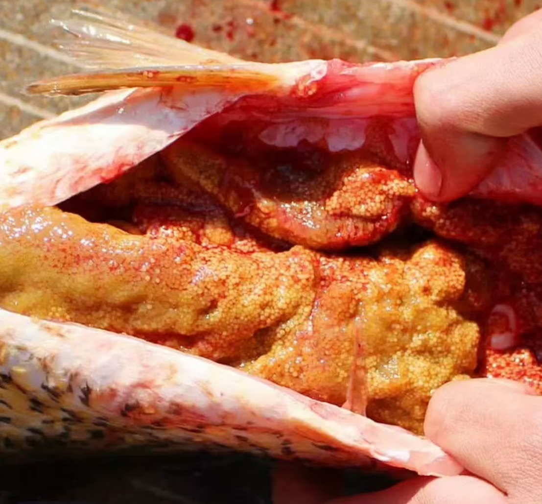 《顺丰冷链》《新鲜鱼籽》陈家鱼籽新鲜现取鲤鱼籽鱼卵鱼蛋新鲜批发