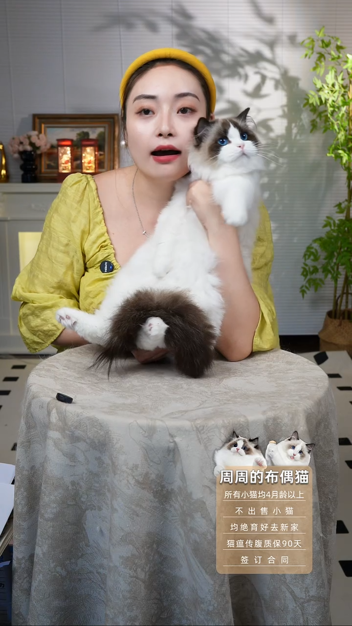 布偶猫周周的布偶猫链接娜娜